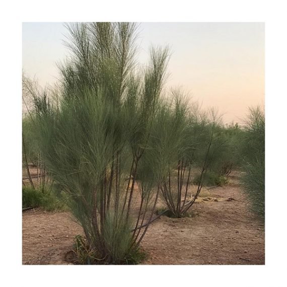 Moringa peregrina (شو ع)