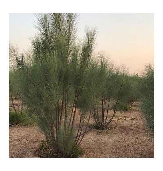 Moringa peregrina (شو ع)
