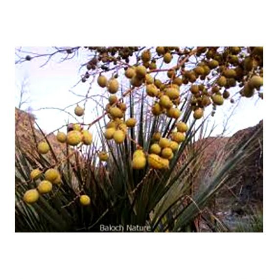 Nanorrhops rithieana (غضف) - Image 2