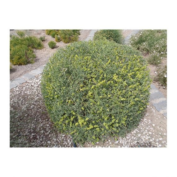 Ochradenus arabicus (علقة) - Image 8