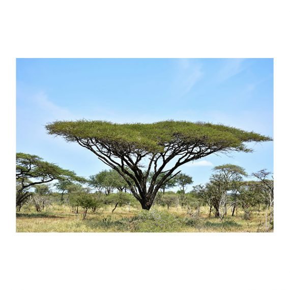 Acacia tortilis ( سمر)
