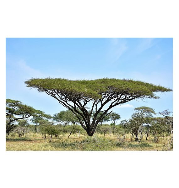 Acacia tortilis ( سمر)