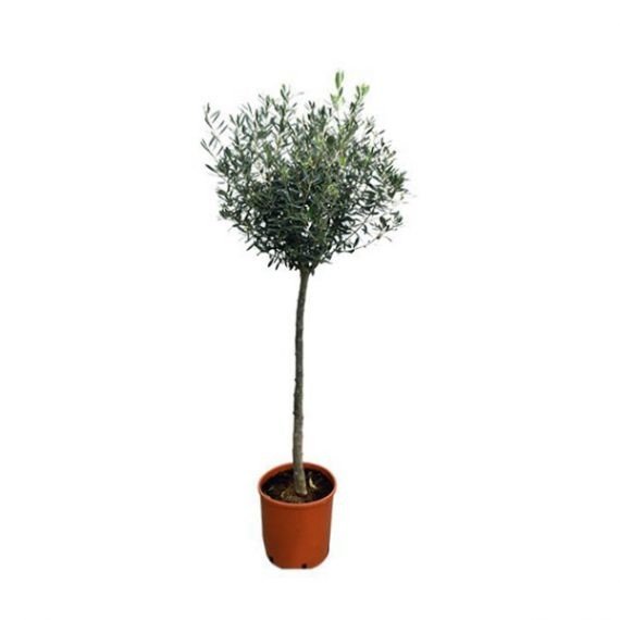 Olea europaea (زيتون يوربى) - Image 4