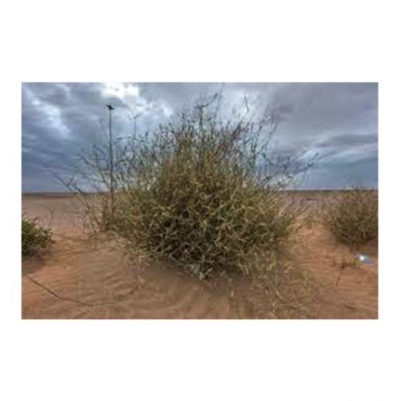 Panicum turgidum (تمام)