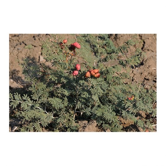 Prosopis farcta (الينبوت) - Image 5