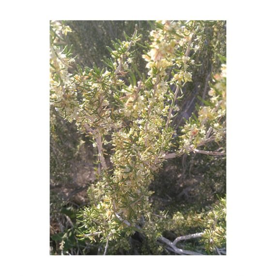 Pteropyrum scoparium (سيداف) - Image 2