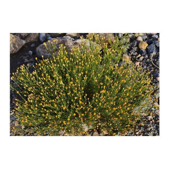 Pulicaria glutinosa (مهتدي ) - Image 2