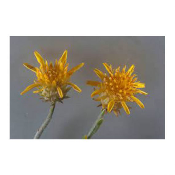 Rhanterium epapposum (عرفج)