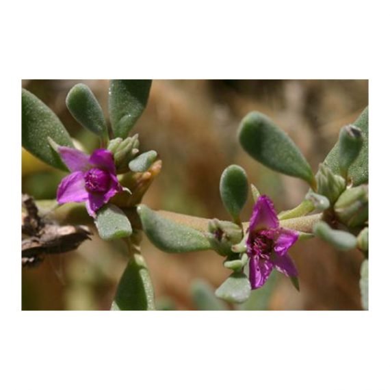 Sessuvium verrucosum (الدلب)