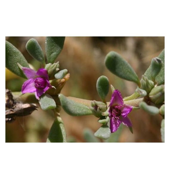 Sessuvium verrucosum (الدلب)