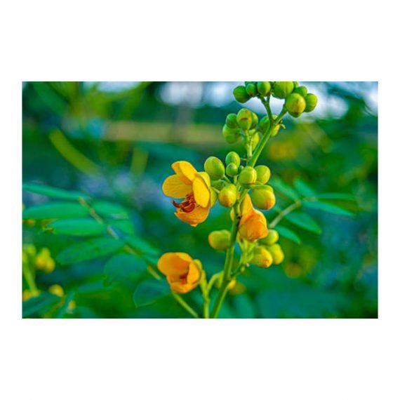 Senna Alexandrina (سنامكي) - Image 4