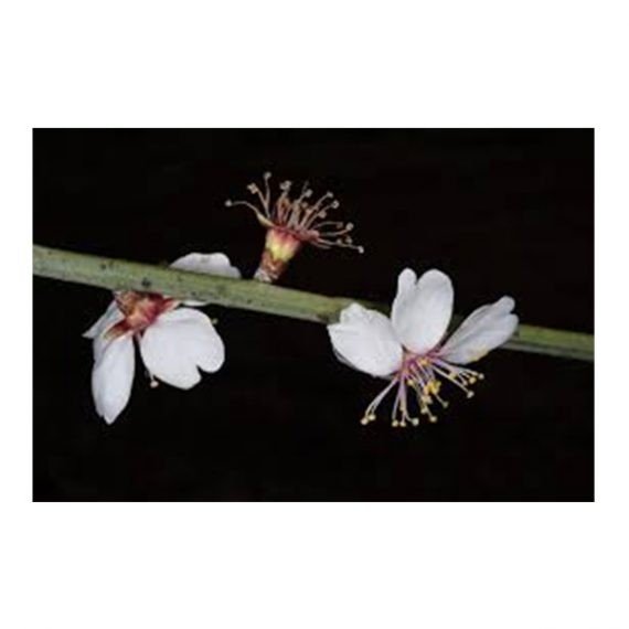 Amygdalus arabica (بادا)