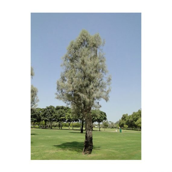 Tamarix aphylla (الأثل الشجري - الطرفاء)