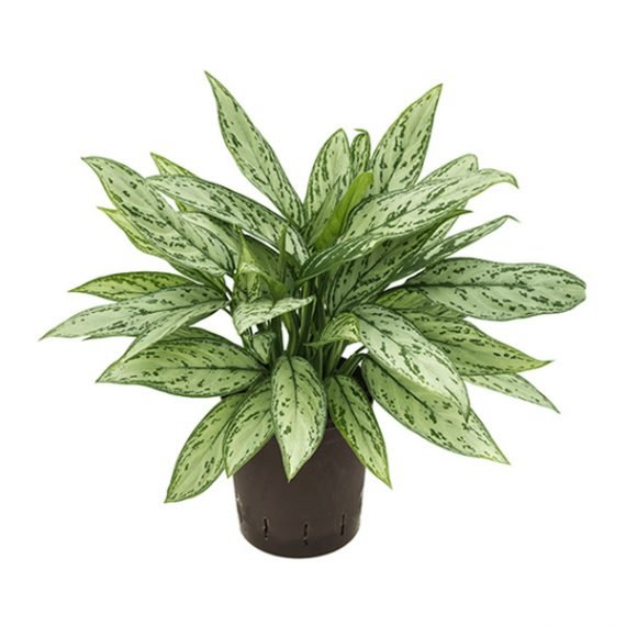 Aglaonema Silver Queen (اجلونيما)