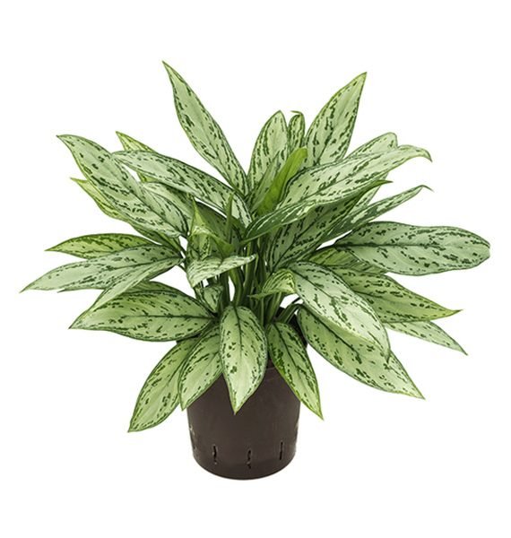 Aglaonema Silver Queen (اجلونيما)