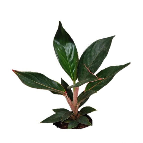Aglaonema Black Lipstick (اجلونيما) - Image 2