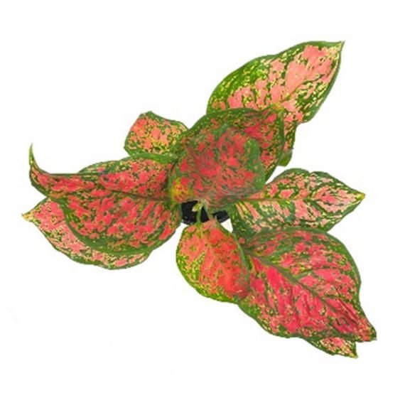 Aglaonema( Lady Valentine) (أجلونيما ليدي فلنتاين) - Image 2