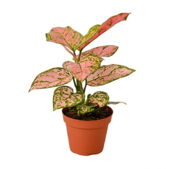 Aglaonema( Lady Valentine) (أجلونيما ليدي فلنتاين)