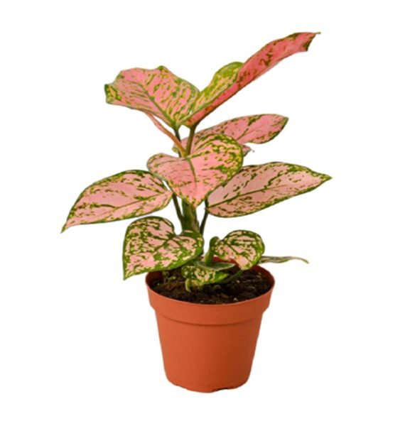 Aglaonema( Lady Valentine) (أجلونيما ليدي فلنتاين)