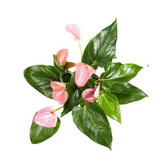 Anthurium Andraeanum (زهرة البشروس -  "زهرة الغلام") - Image 2