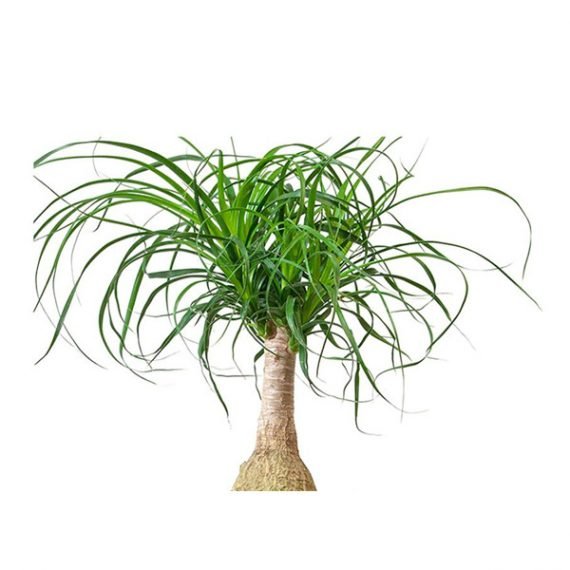 Beaucarnea recurvata (Ponytail Palm) (المجتمع الراقى) - Image 2