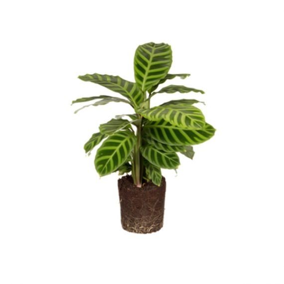 Calathea zebrina (زيبرا)