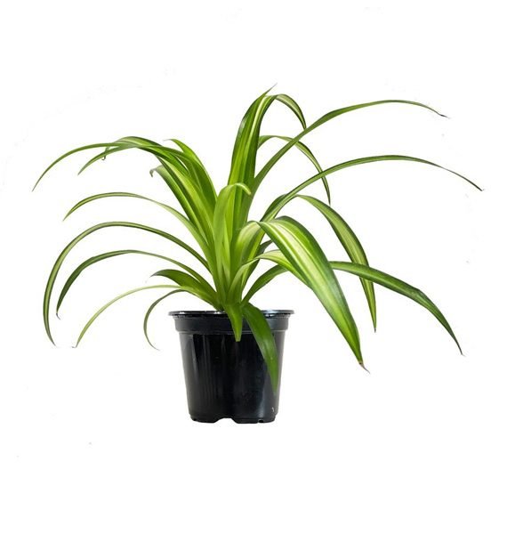 Chlorophytum Comosum ‘Variegatum’ (نبات العنكبوت)