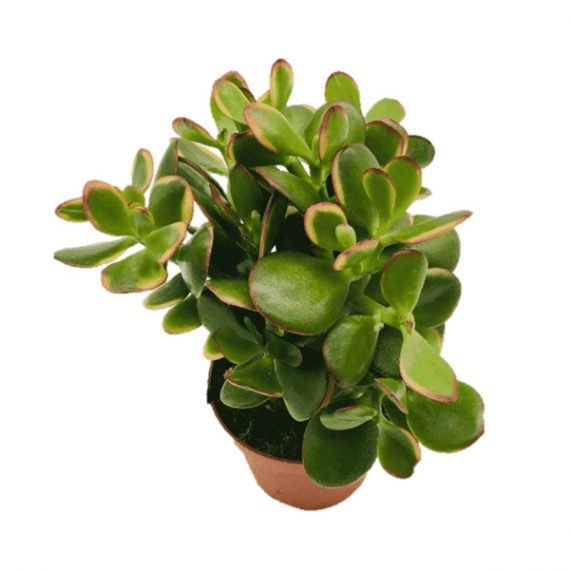 Crassula ovata (Jade Plant) (كرسول بيضوي) - Image 2