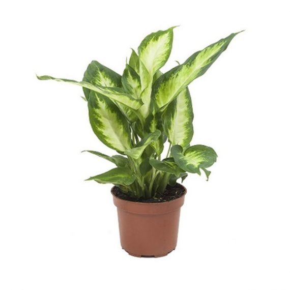 Dieffenbachia Camilla (Dumb Cane plant) (الدفنبا خيا)