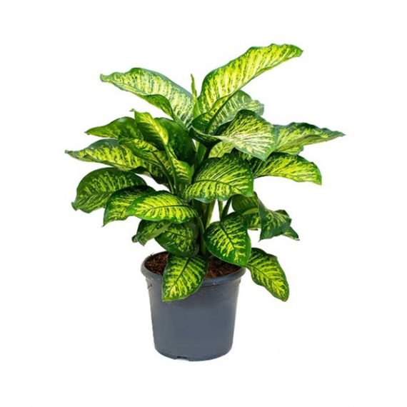 Dieffenbachia Seguine (Maroba) (الدفنباخية)