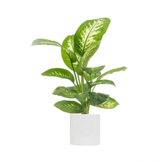 Dieffenbachia seguine Or Tropic Snow (Tuftroot) (الدفنباخية) - Image 2