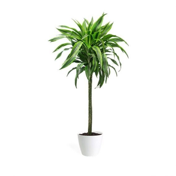Dracaena Dremensis Lemon Lime (دراسينيا  ليمون لايم) - Image 2