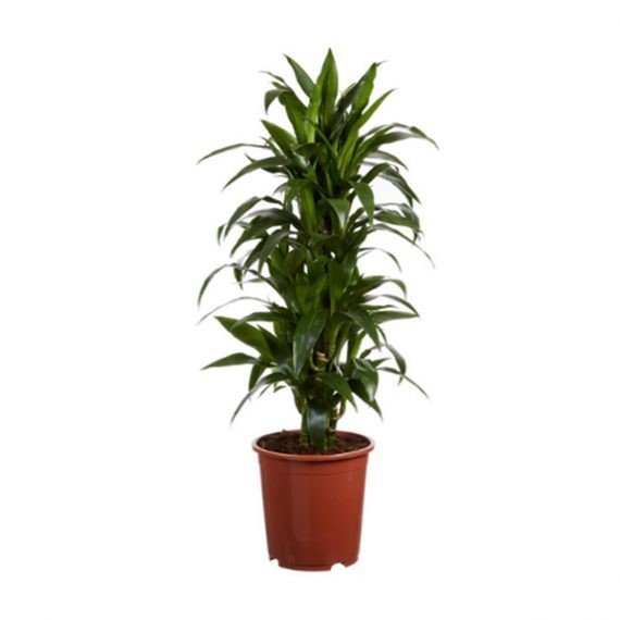 Dracaena janet craig (دراسينا جينت)