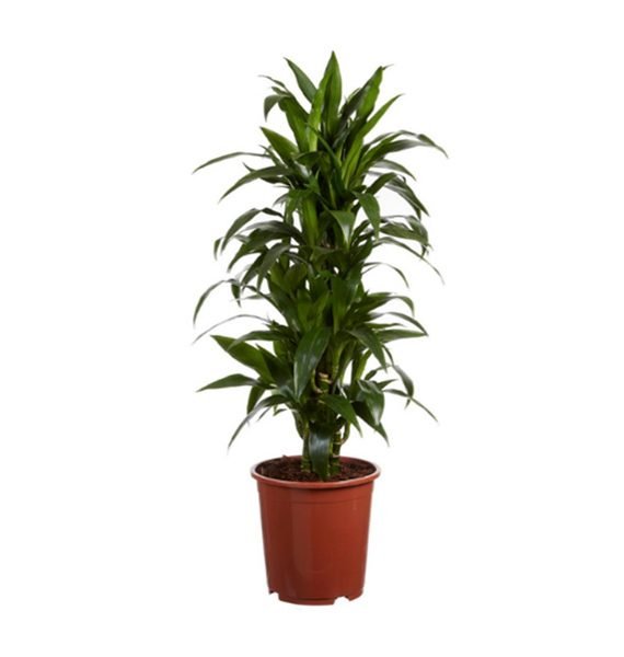 Dracaena janet craig (دراسينا جينت)