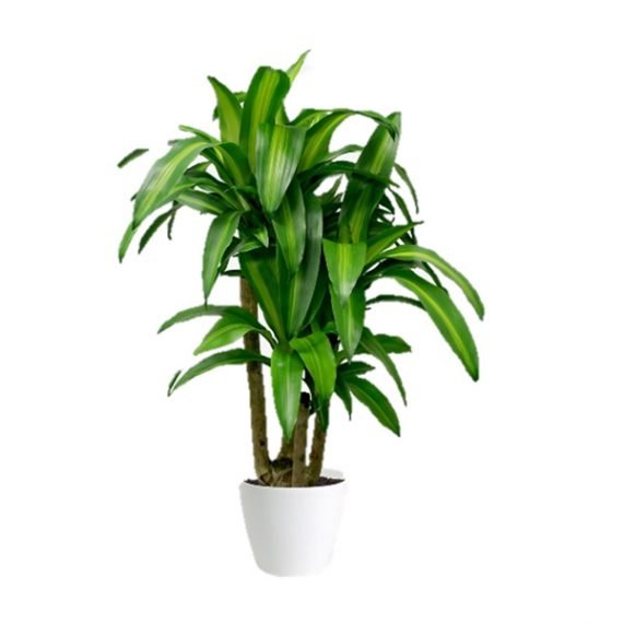 Dracaena Fragrans ‘Massangeana’ OR (cornstalk dracaena) (دراسينيا مسنجانا) - Image 2