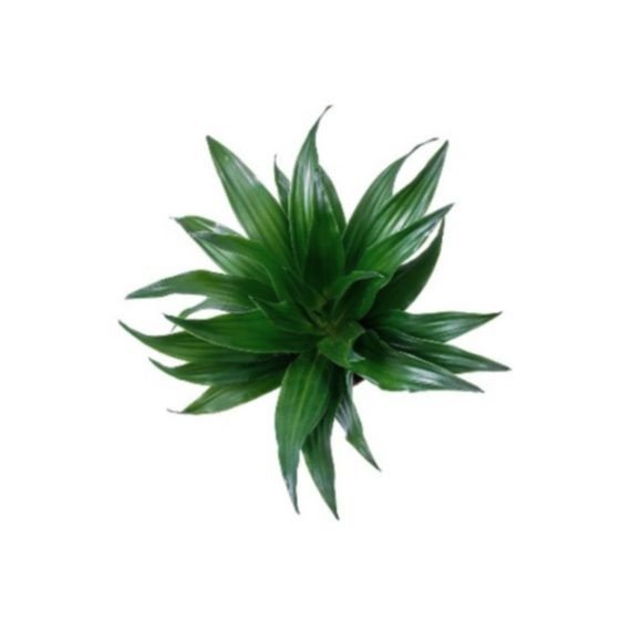 Dracaena Compacta (دراسينا كامبيكتا) - Image 2