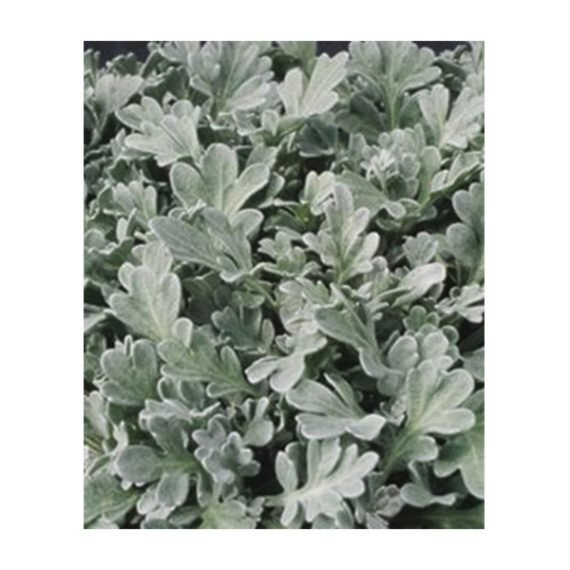 Artemisia absinthium (شيح) - Image 2