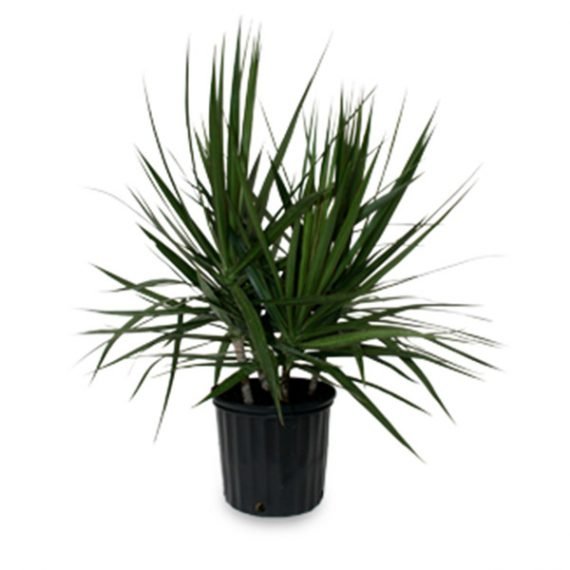 Dracaena Marginata (دراسينا مارجنيتا)