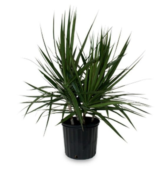 Dracaena Marginata (دراسينا مارجنيتا)