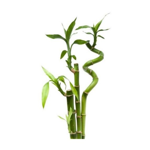 Lucky Bamboo or Dracaena Sanderiana (با مبو) - Image 2