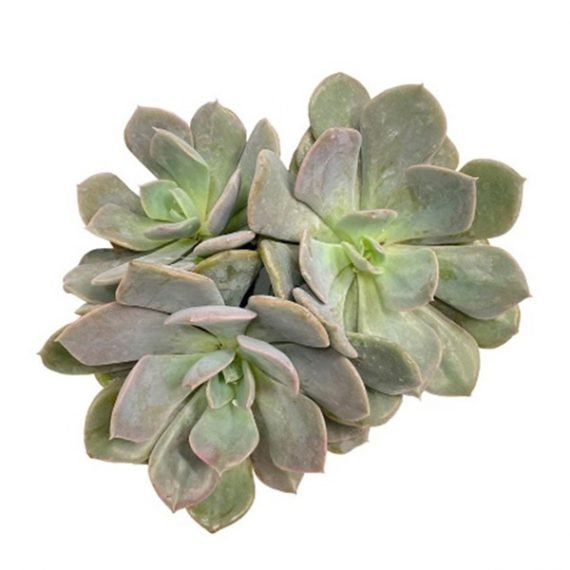 Echeveria SucculentsMini succulents/ornamental cactus (صبار زينه) - Image 2