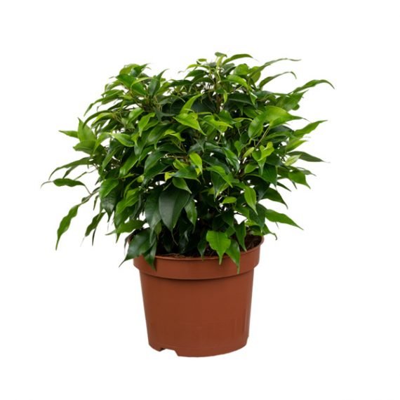 Ficus benjamina (فيكس بنجامينا)