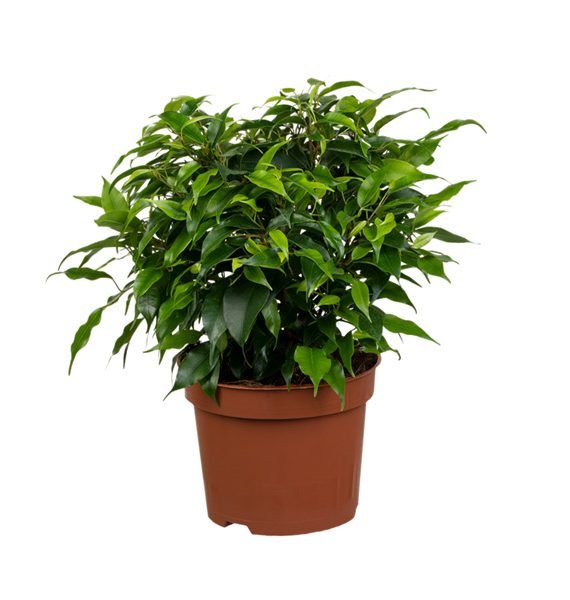Ficus benjamina (فيكس بنجامينا)