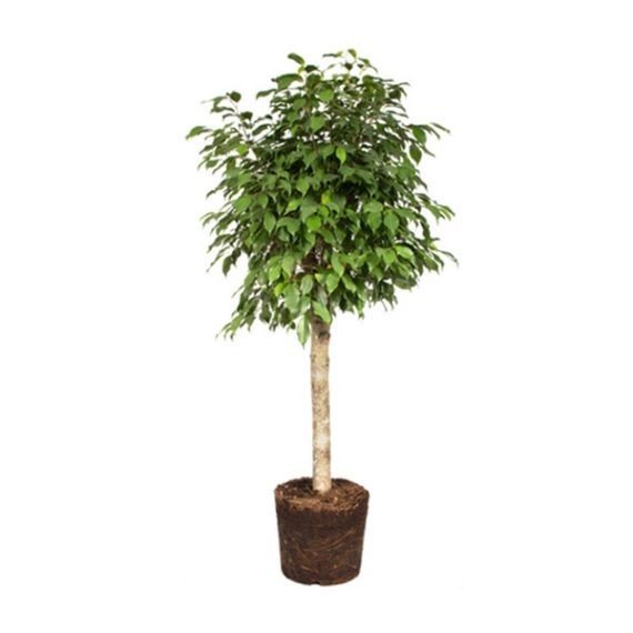 Ficus benjamina (فيكس بينجامينا)
