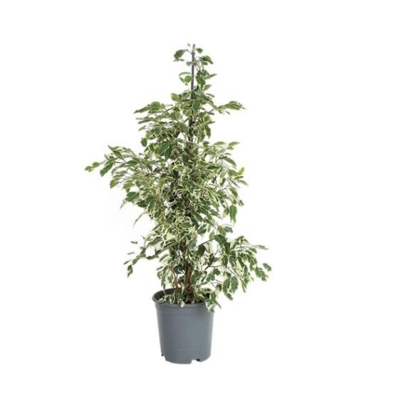 Ficus Benjamina Variegata Twilight (فيكس بنجامينا توايلايت)