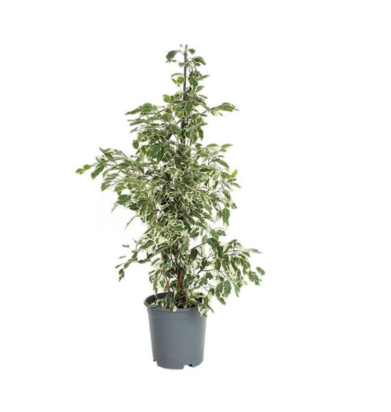 Ficus Benjamina Variegata Twilight (فيكس بنجامينا توايلايت)