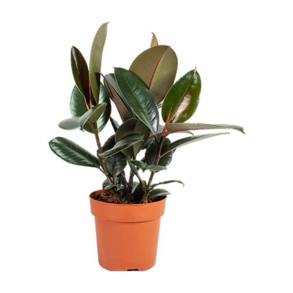 Ficus elastica (Rubber Plant) (تين مطاطي)