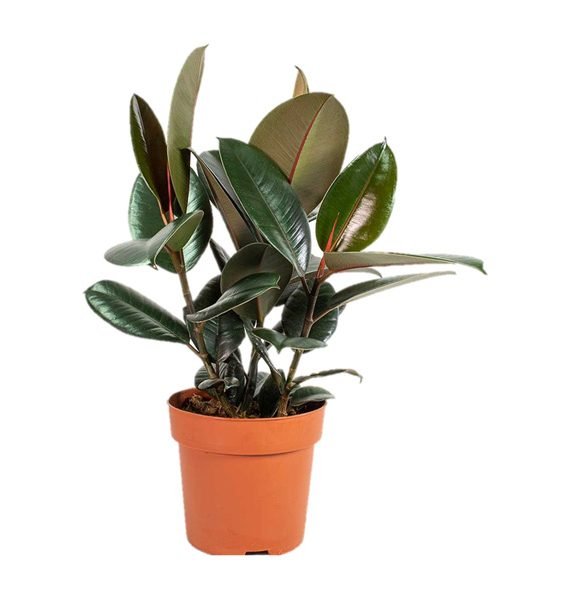 Ficus elastica (Rubber Plant) (تين مطاطي)