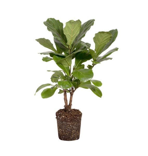 FICUS CARICA (تين)