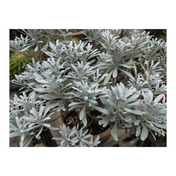 Artemisia Judaica - Image 2